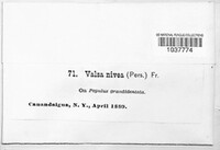 Image Associated With the Occurence